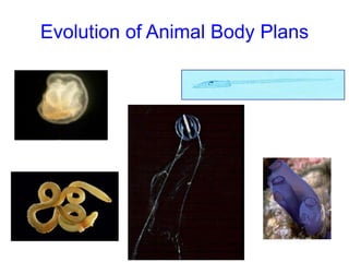 Evolution of Animal Body Plans
 
