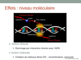 Effets : niveau moléculaire
 Action directe
 Dommage par interaction directe avec l’ADN
Action indirecte
 Création de radicaux libres OH- , recombinaison, peroxyde
http://www.windows.ucar.edu
 