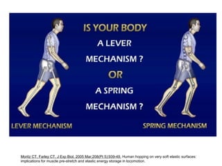 Moritz CT, Farley CT, J Exp Biol. 2005 Mar;208(Pt 5):939-49. Human hopping on very soft elastic surfaces: 
implications for muscle pre-stretch and elastic energy storage in locomotion. 
 
