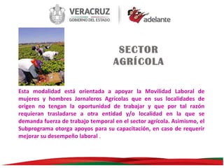 SECTOR
AGRÍCOLA
Esta modalidad está orientada a apoyar la Movilidad Laboral de
mujeres y hombres Jornaleros Agrícolas que en sus localidades de
origen no tengan la oportunidad de trabajar y que por tal razón
requieran trasladarse a otra entidad y/o localidad en la que se
demanda fuerza de trabajo temporal en el sector agrícola. Asimismo, el
Subprograma otorga apoyos para su capacitación, en caso de requerir
mejorar su desempeño laboral .

 