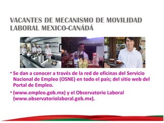 VACANTES DE MECANISMO DE MOVILIDAD
LABORAL MEXICO-CANÁDÁ

• Se dan a conocer a través de la red de oficinas del Servicio
Nacional de Empleo (OSNE) en todo el país; del sitio web del
Portal de Empleo.
• (www.empleo.gob.mx) y el Observatorio Laboral
(www.observatoriolaboral.gob.mx).

 
