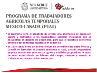 PROGRAMA DE TRABAJADORES
AGRICOLAS TEMPORALES
MEXICO-CANADA (PTAT)
• El programa tiene el propósito de ofrecer una alternativa de ocupación
segura y redituable a los trabajadores agrícolas mexicanos que se
encuentren en periodo de desempleo, para que el beneficio económico
obtenido por su trabajo repercuta en su familia.
• En 1974 con la firma del Memorándum de Entendimiento entre México y
Canadá se formalizo el acuerdo mediante el cual, Canadá proporciona
empleos temporales en el sector agrícola, y México proporciona la mano
de obra especializada en labores del campo, siempre y cuando el
trabajador no busque radicar en ese país.

 