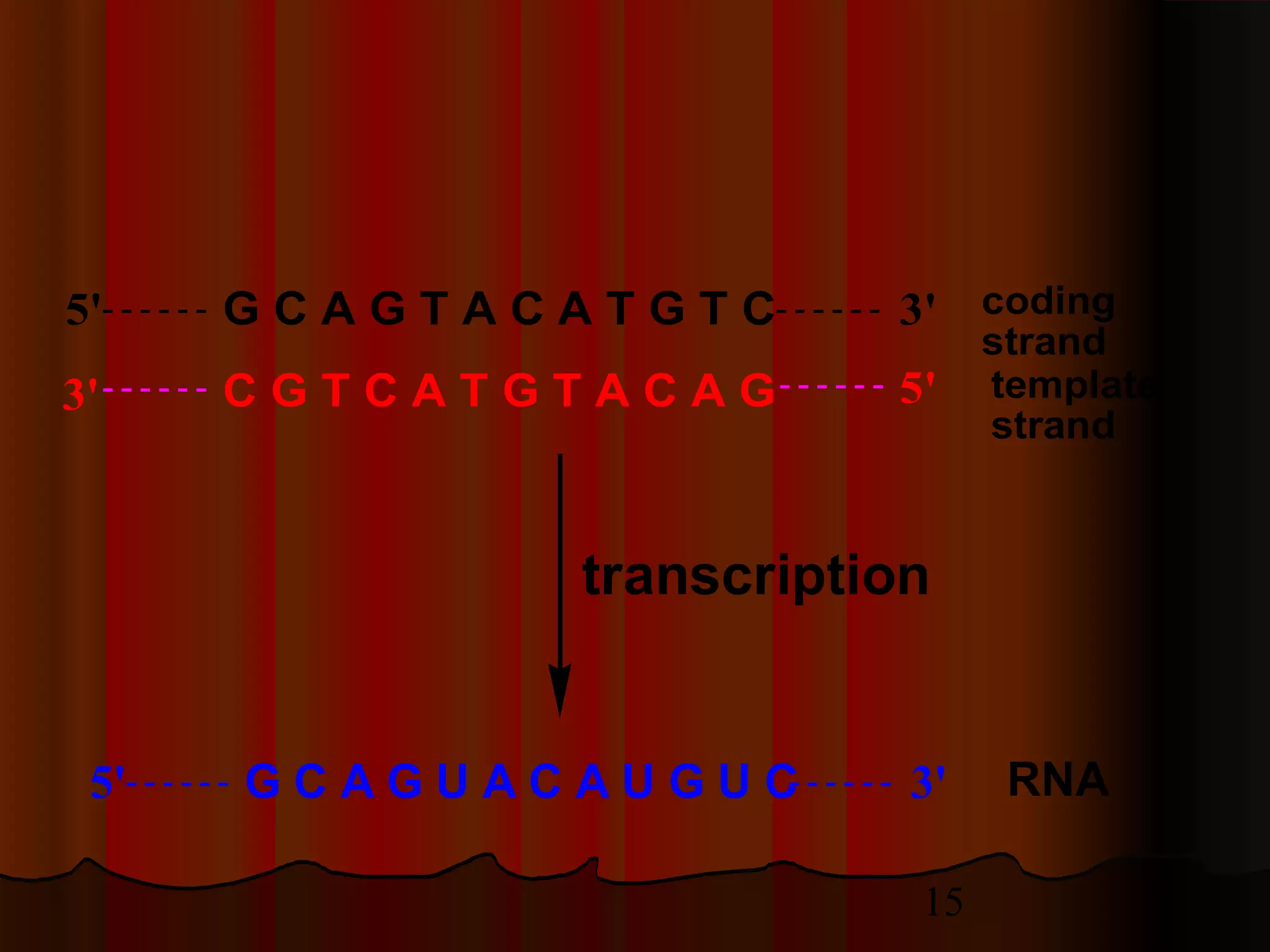 15
G C A G T A C A T G T C5' 3'
3' C G T C A T G T A C A G 5' template
strand
coding
strand
transcription
RNAG C A G U A C A U G U C5' 3'
 