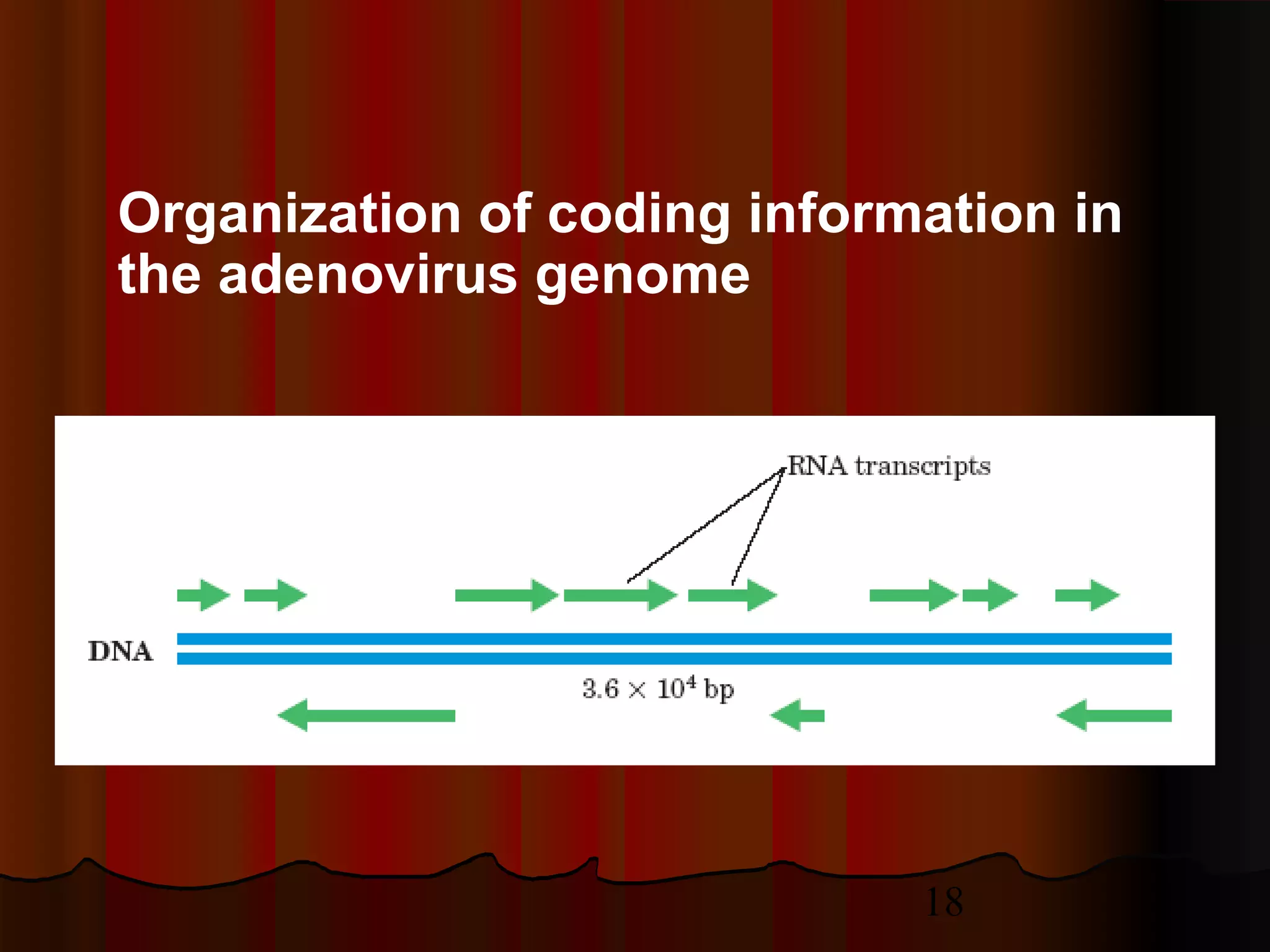 18
Organization of coding information in
the adenovirus genome
 