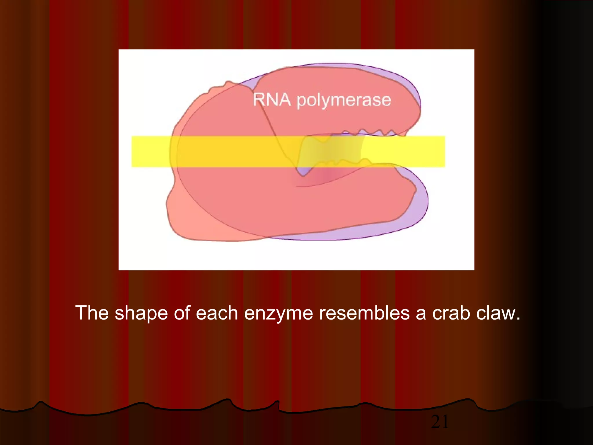 21
The shape of each enzyme resembles a crab claw.
 