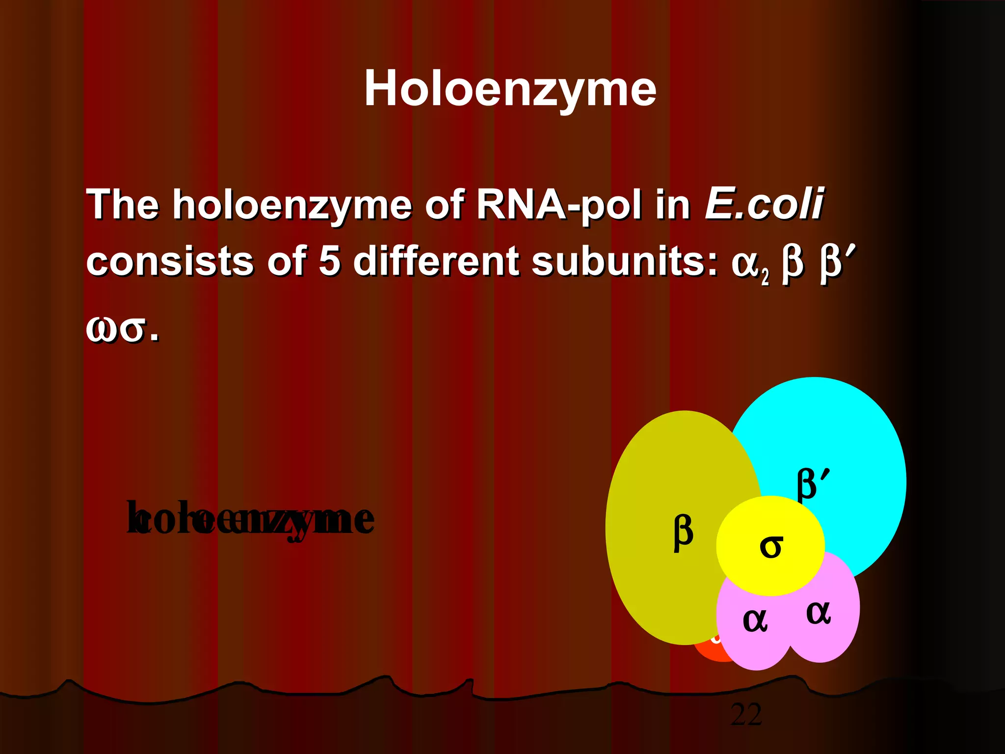 22
core enzymeholoenzyme
Holoenzyme
The holoenzyme of RNA-pol inThe holoenzyme of RNA-pol in E.coliE.coli
consists of 5 different subunits:consists of 5 different subunits: αα22 ββ β′β′
ωωσσ..
ω
β′
β
αα
σ
 