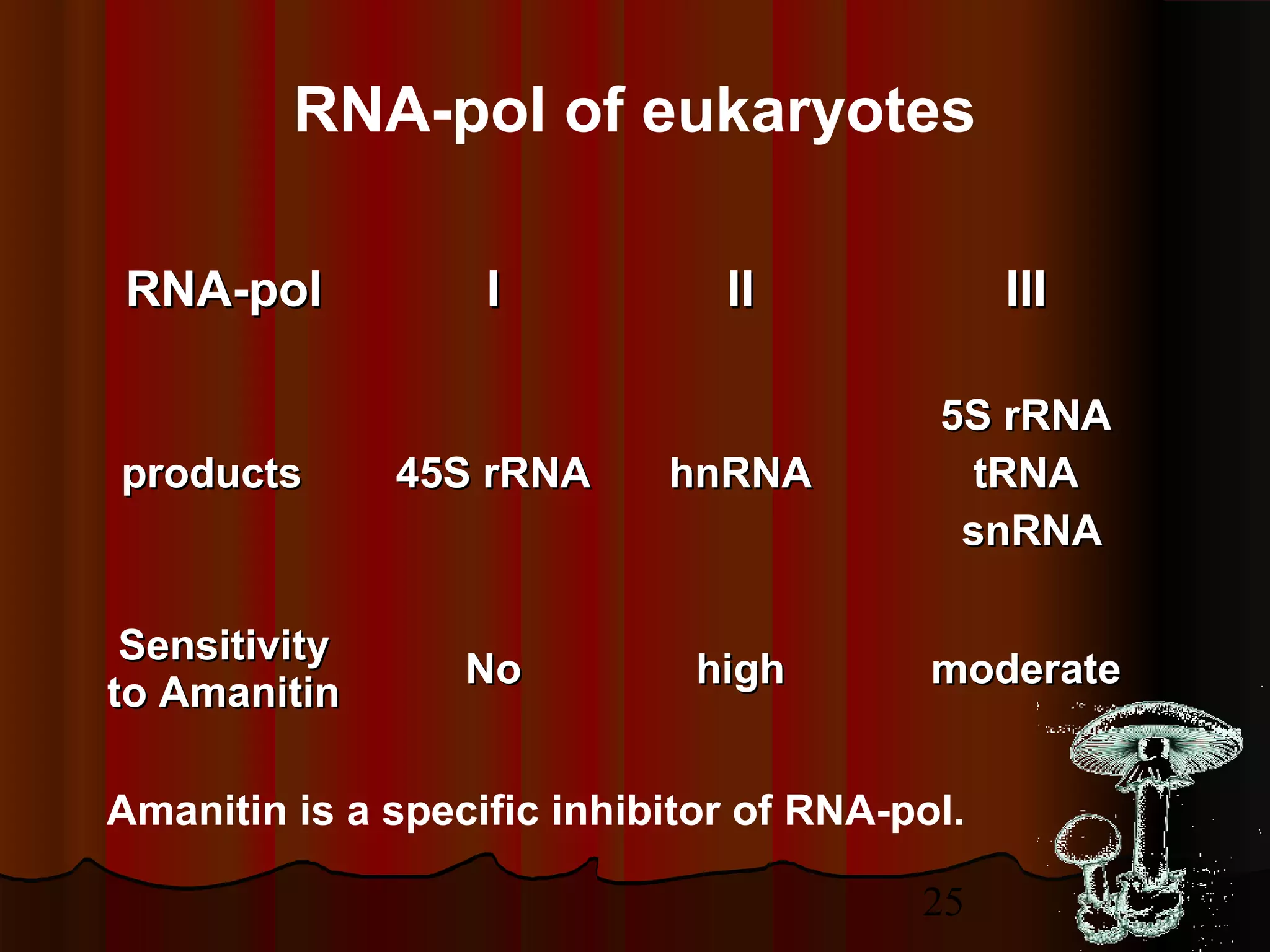 25
RNA-polRNA-pol II IIII IIIIII
productsproducts 45S rRNA45S rRNA hnRNAhnRNA
5S rRNA5S rRNA
tRNAtRNA
snRNAsnRNA
SensitivitySensitivity
to Amanitinto Amanitin
NoNo highhigh moderatemoderate
RNA-pol of eukaryotes
Amanitin is a specific inhibitor of RNA-pol.
 