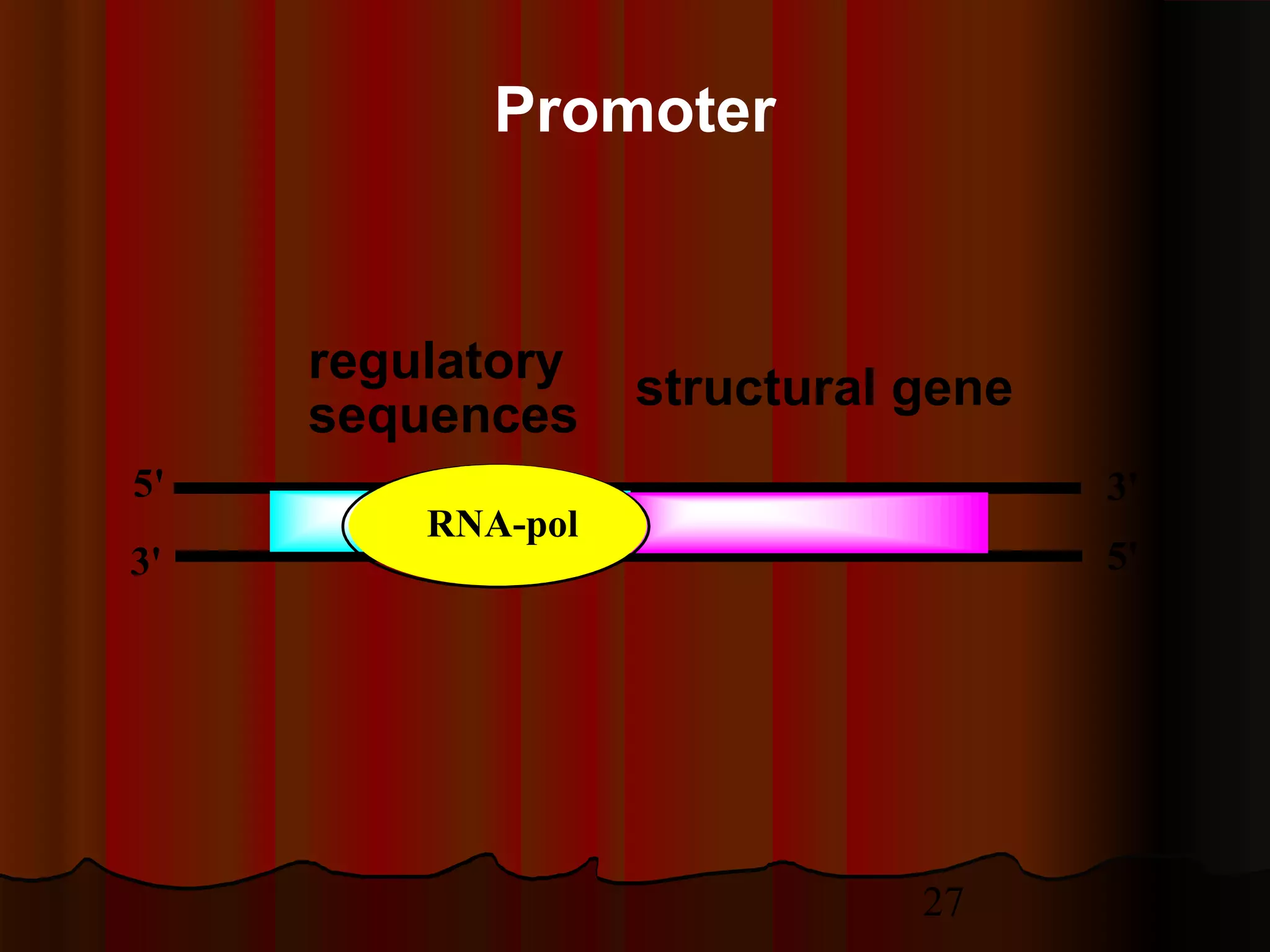 27
5'
3'
3'
5'
regulatory
sequences
structural gene
promotorRNA-pol
Promoter
 