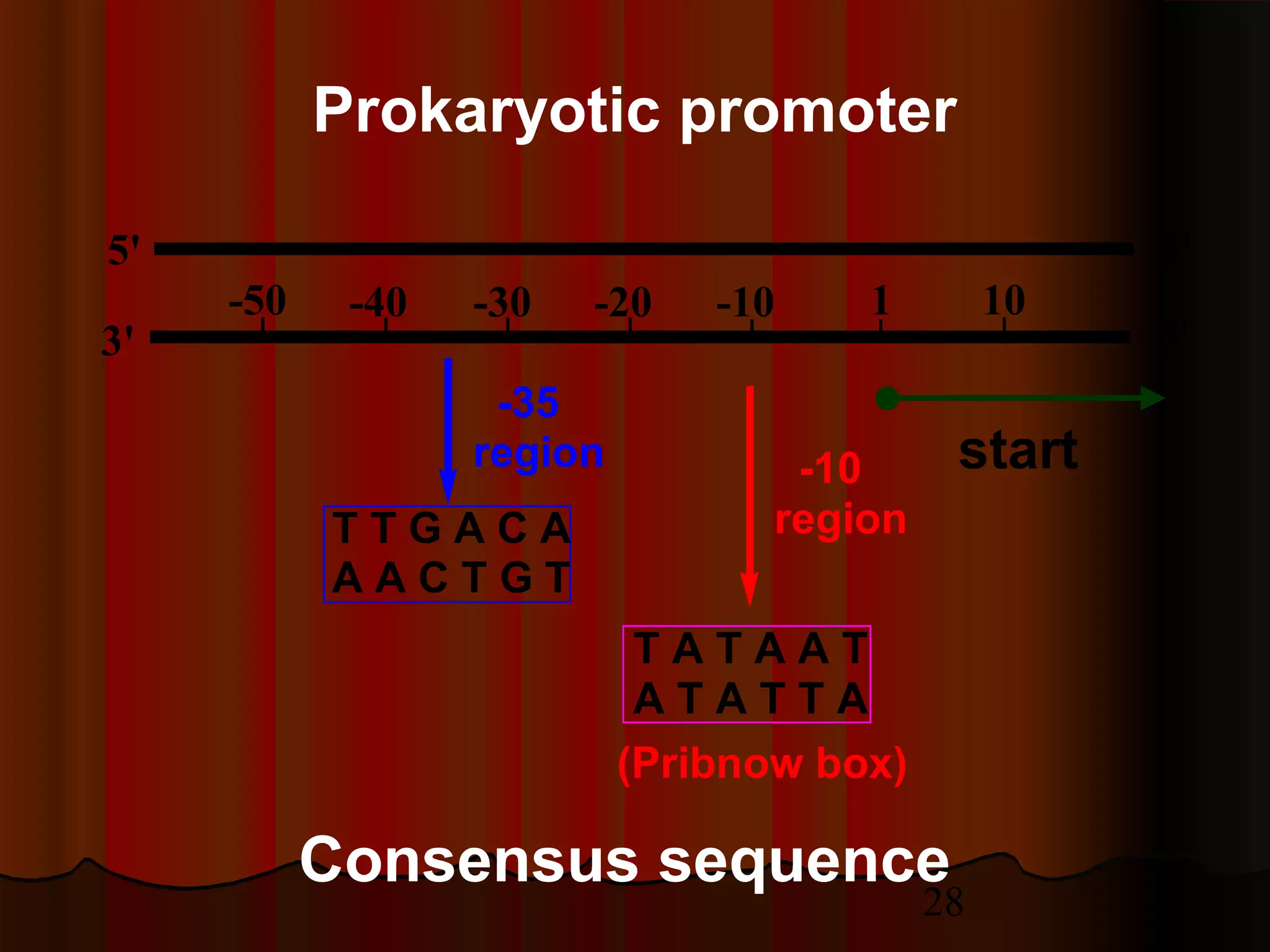 28
5'
3'
3'
5'
-50 -40 -30 -20 -10 1 10
start-10
region
T A T A A T
A T A T T A
(Pribnow box)
-35
region
T T G A C A
A A C T G T
Prokaryotic promoter
Consensus sequence
 