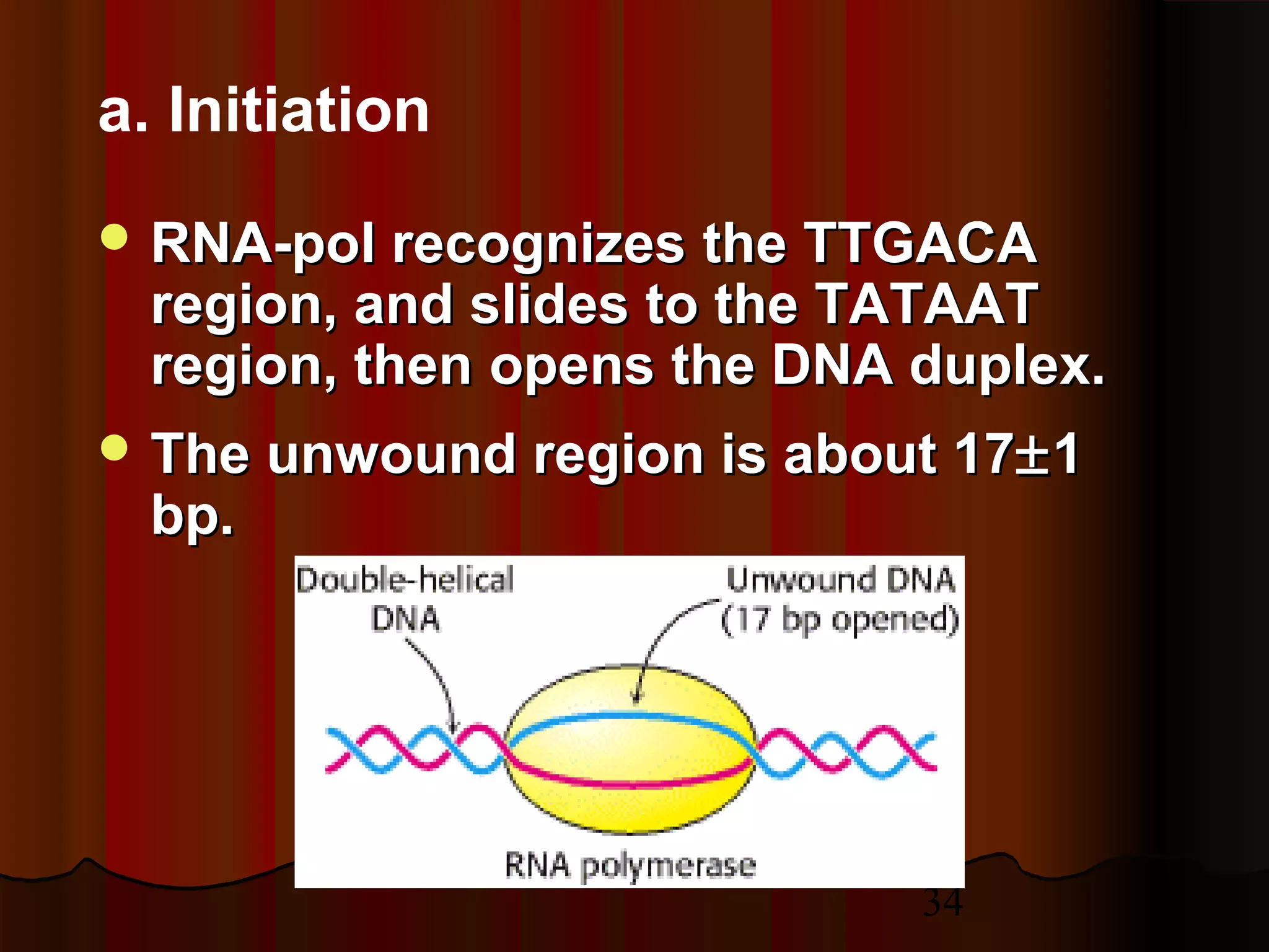34
a. Initiation
 RNA-pol recognizesRNA-pol recognizes the TTGACAthe TTGACA
region, and slides to the TATAATregion, and slides to the TATAAT
region, thenregion, then opens the DNA duplex.opens the DNA duplex.
 The unwound region is about 17The unwound region is about 17±±11
bp.bp.
 