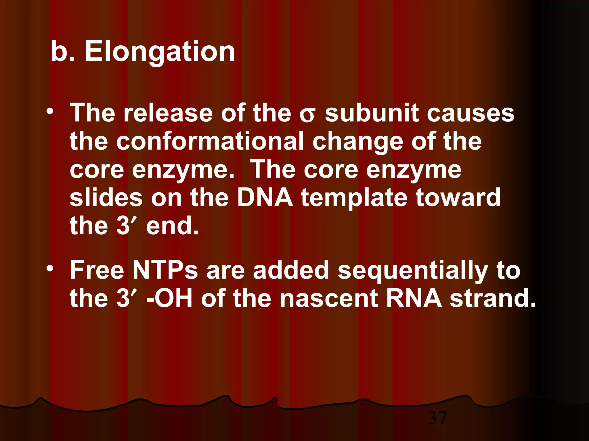 37
b. Elongation
• The release of the σ subunit causes
the conformational change of the
core enzyme. The core enzyme
slides on the DNA template toward
the 3′ end.
• Free NTPs are added sequentially to
the 3′ -OH of the nascent RNA strand.
 