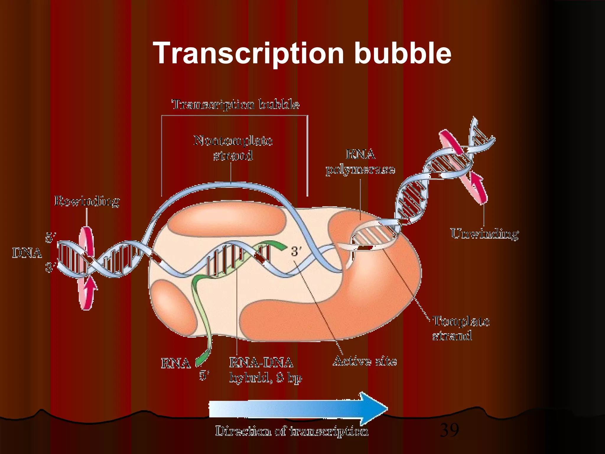 39
Transcription bubble
 