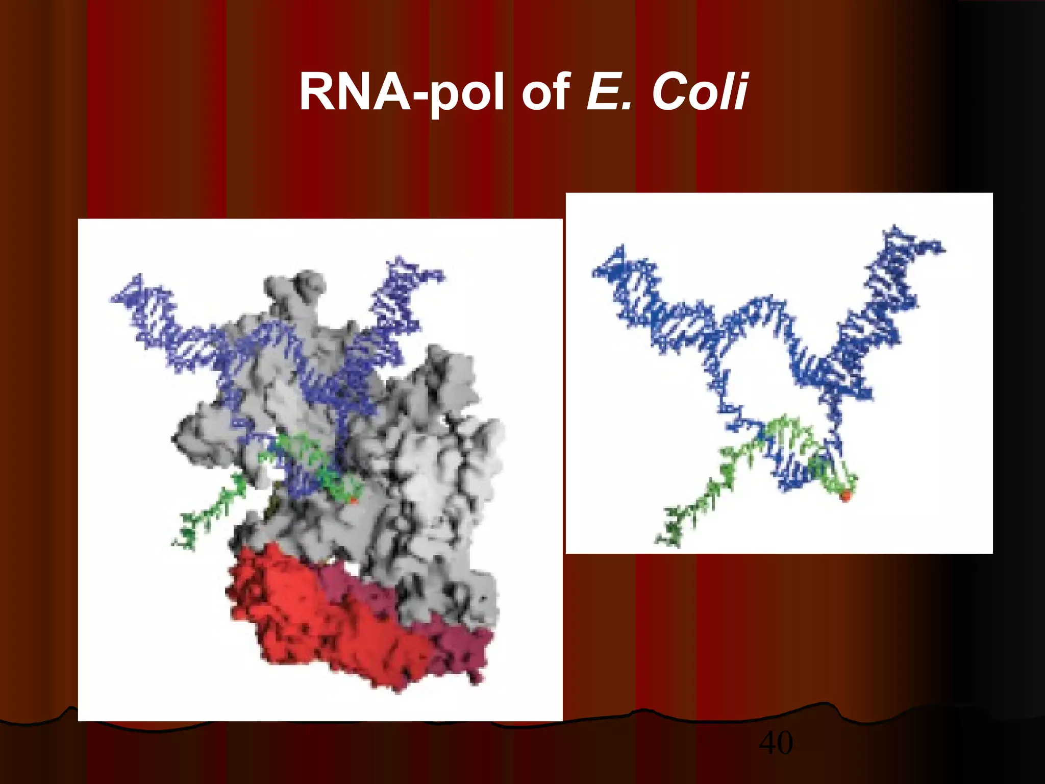 40
RNA-pol of E. Coli
 