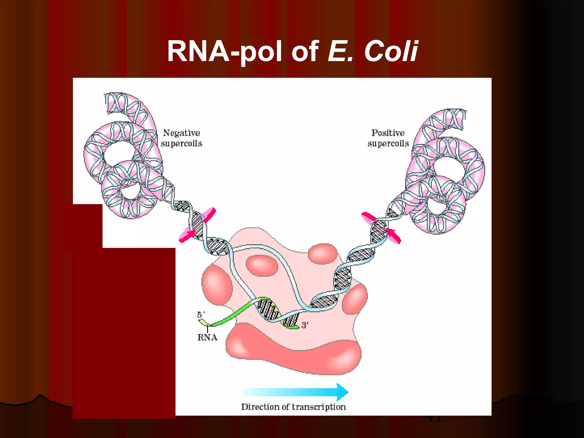 41
RNA-pol of E. Coli
 