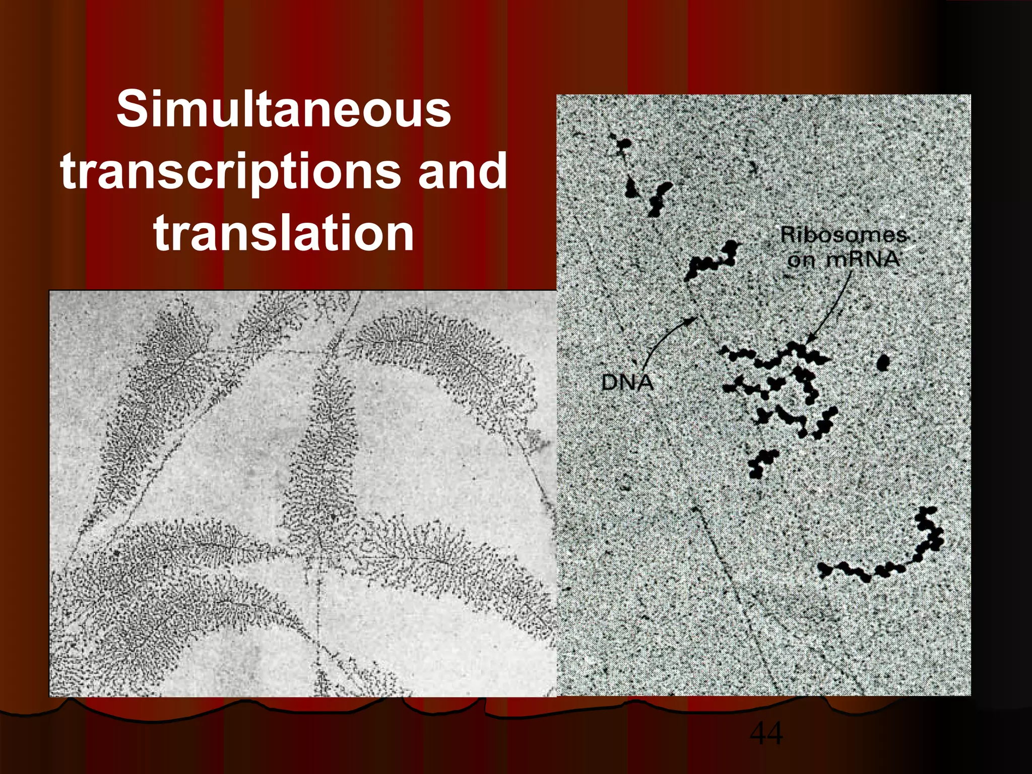 44
Simultaneous
transcriptions and
translation
 