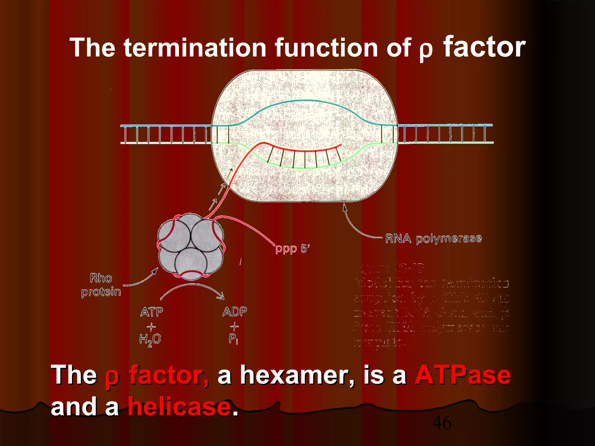 46
The termination function of ρ factor
TheThe ρρ factor,factor, a hexamer, is aa hexamer, is a ATPaseATPase
and aand a helicasehelicase..
 
