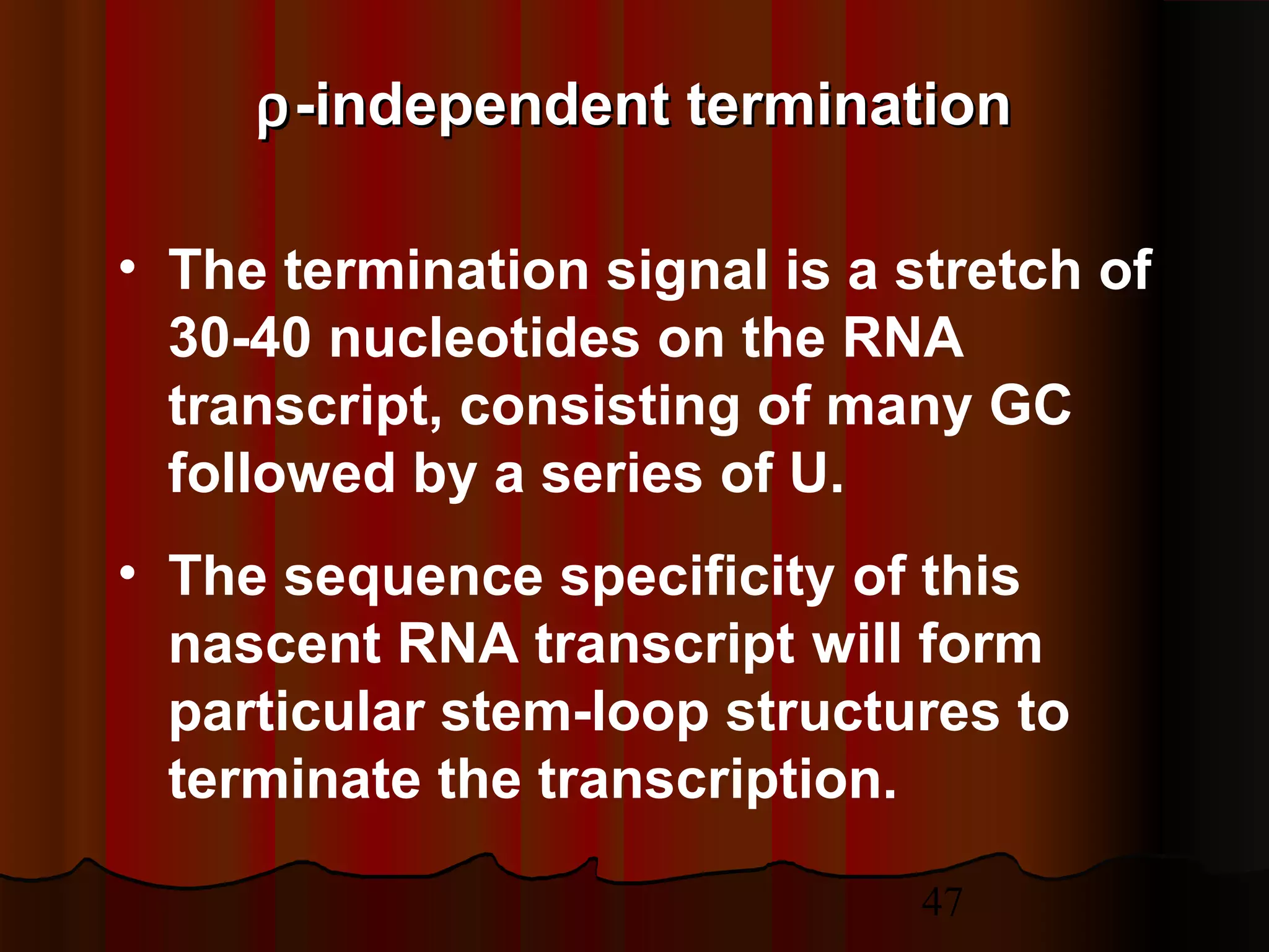 47
ρρ-independent termination-independent termination
• The termination signal is a stretch of
30-40 nucleotides on the RNA
transcript, consisting of many GC
followed by a series of U.
• The sequence specificity of this
nascent RNA transcript will form
particular stem-loop structures to
terminate the transcription.
 