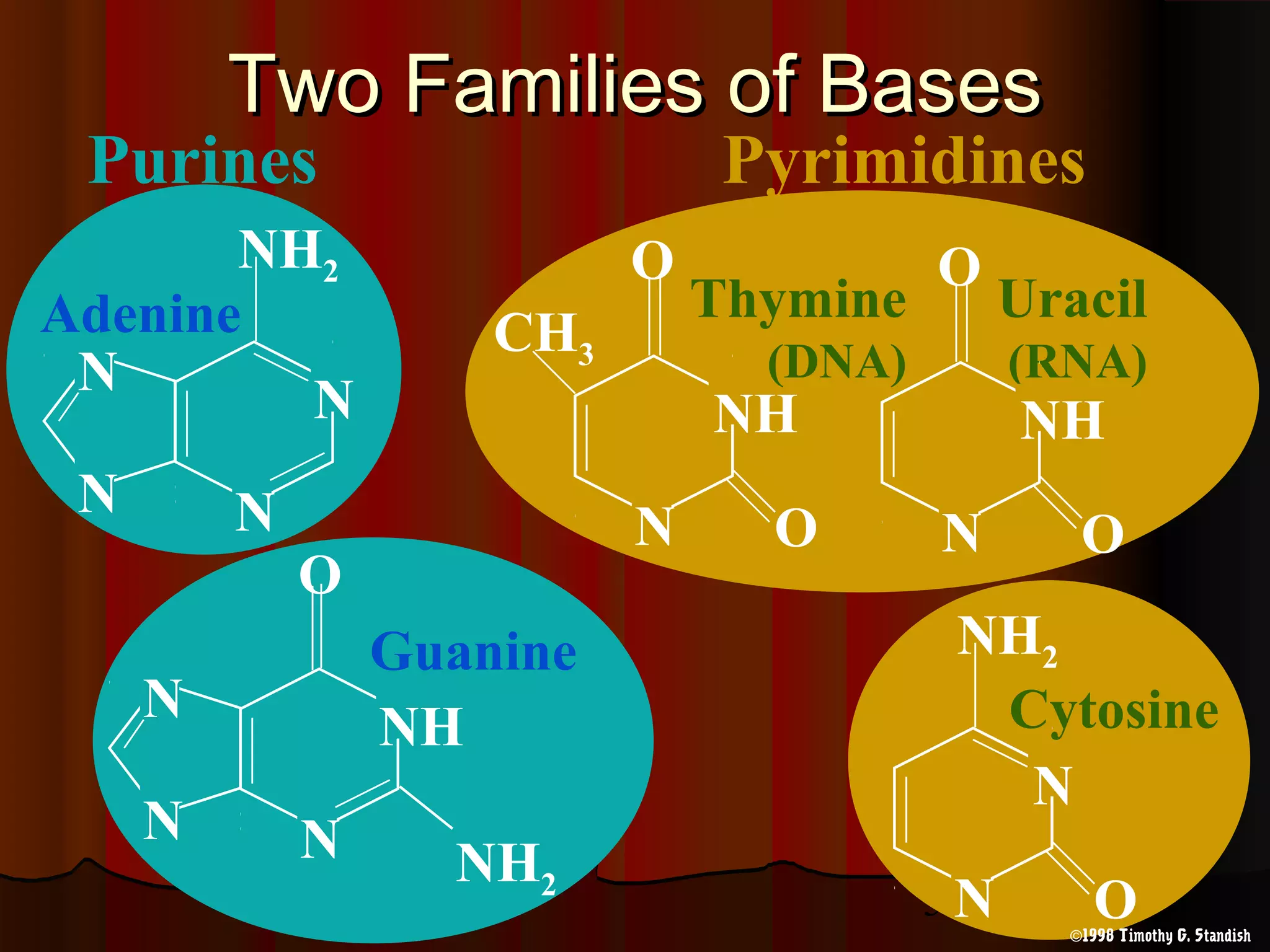5
Pyrimidines
NH2
O
N
N
NH
N
Guanine
N
N
Adenine
N
N
NH2
N O
NH2
N O
NH2
N
Cytosine
Uracil
(RNA)
CH3
N ON
O
NH
N ON
O
NH
Thymine
(DNA)
Purines
1998 Timothy G. Standish©
Two Families of BasesTwo Families of Bases
 