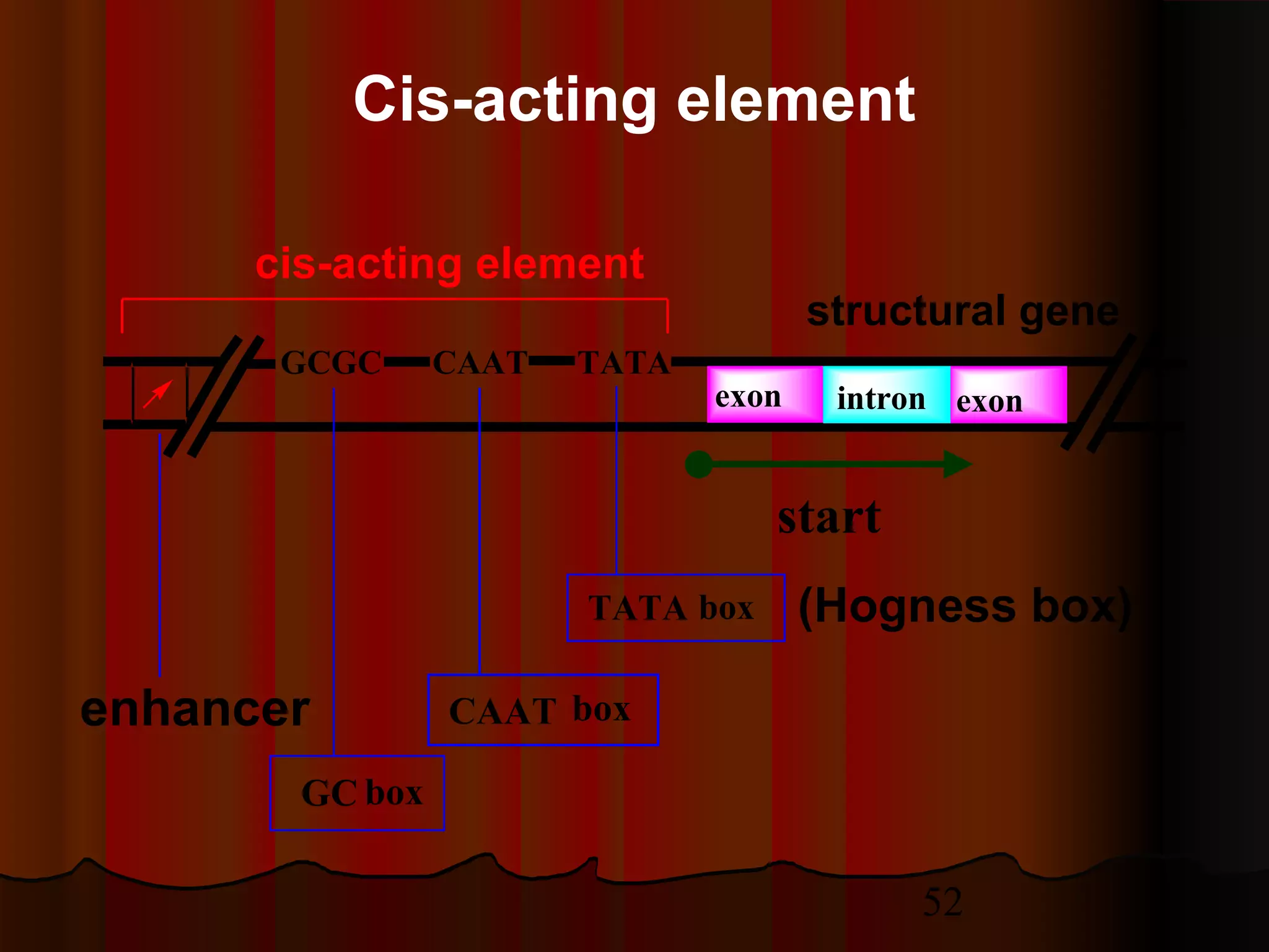 52
structural gene
GCGC CAAT TATA
intronexon exon
start
CAAT box
GC box
enhancer
cis-acting element
TATA box (Hogness box)
Cis-acting element
 