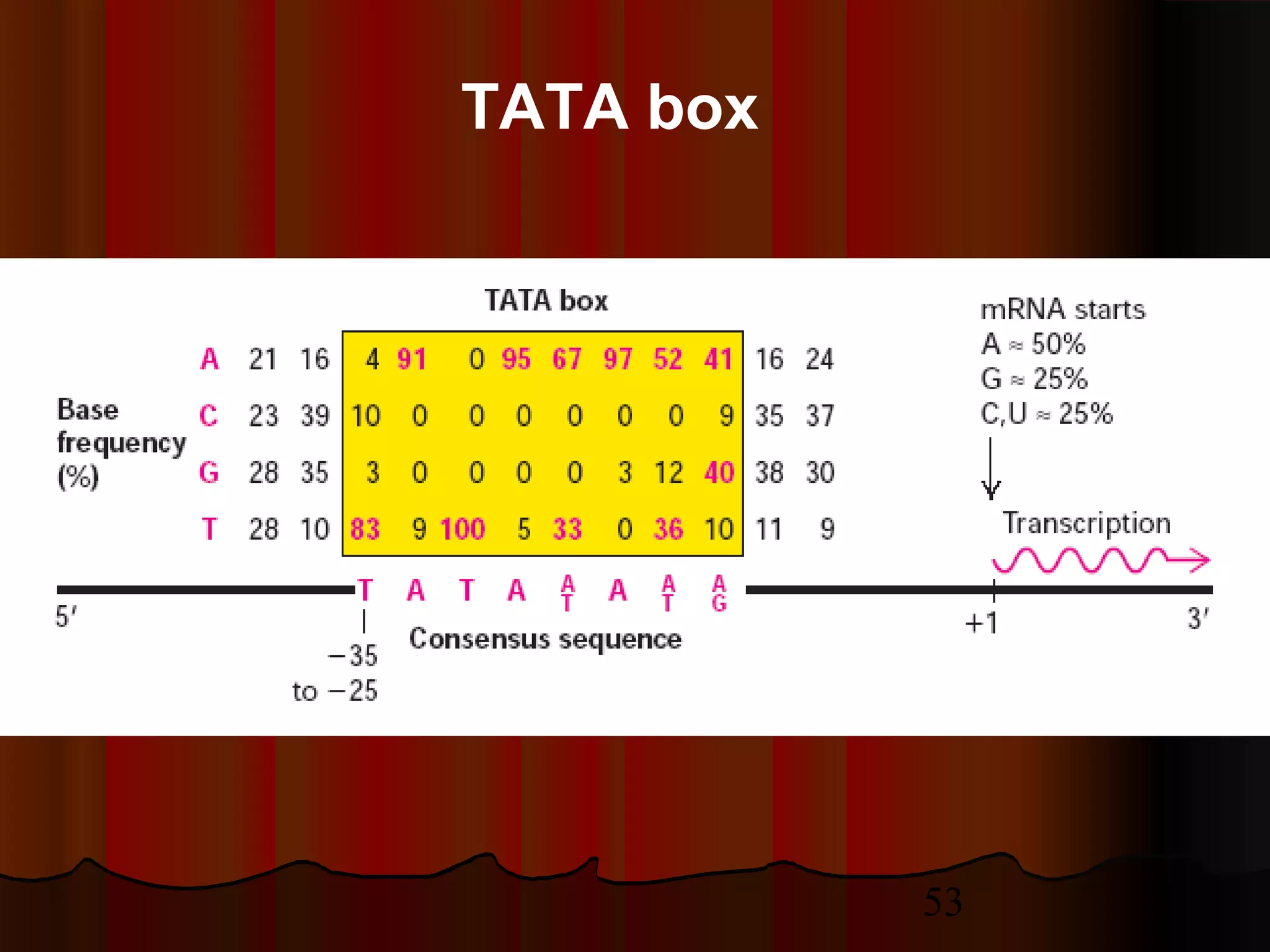 53
TATA box
 