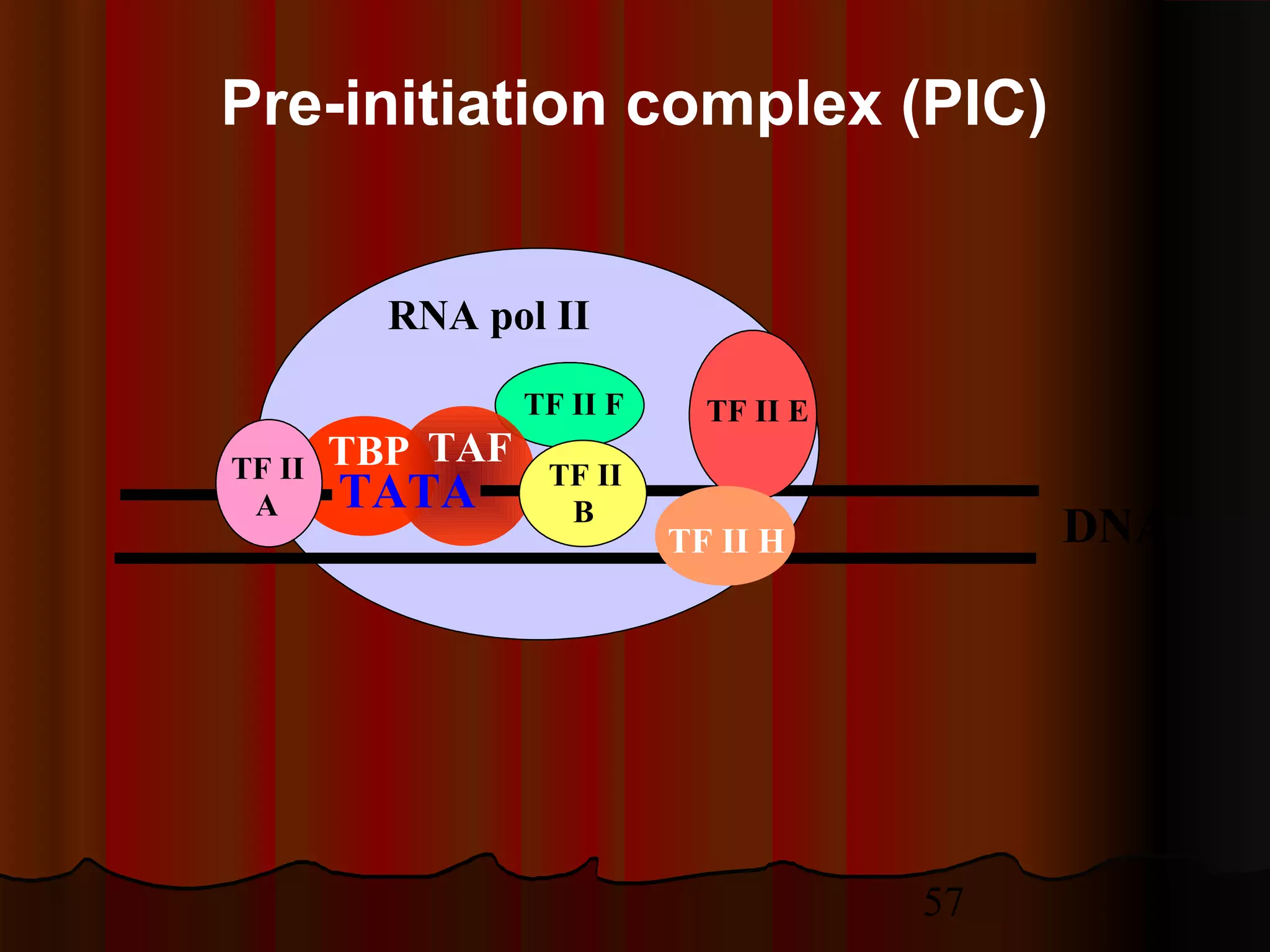 57
Pre-initiation complex (PIC)
RNA pol II
TF II F
TBP TAF
TATA
DNA
TF II
A
TF II
B
TF II E
TF II H
 