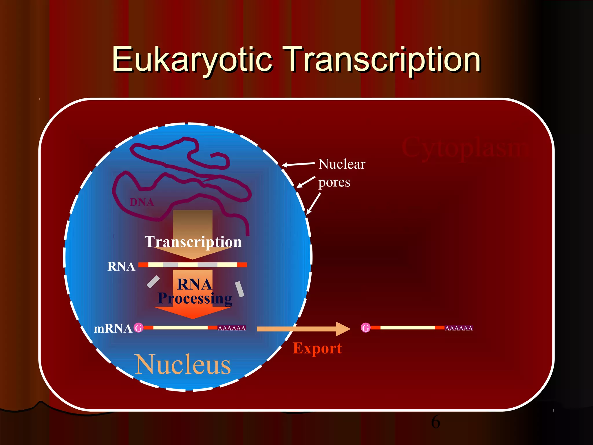 6
DNA
Cytoplasm
Nucleus
Eukaryotic TranscriptionEukaryotic Transcription
Export
G AAAAAA
RNA
Transcription
Nuclear
pores
G AAAAAA
RNA
Processing
mRNA
 