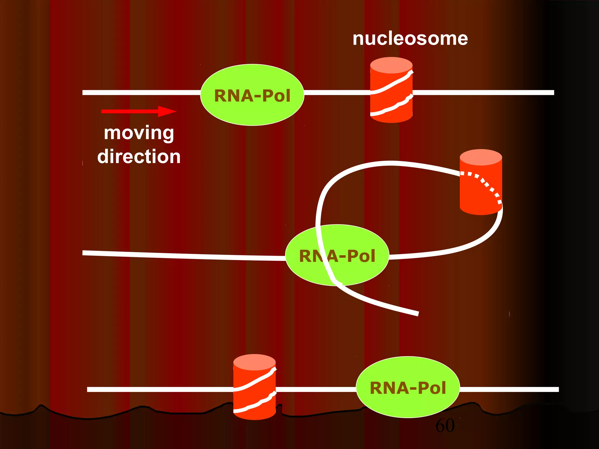 60
RNA-Pol
RNA-Pol
RNA-Pol
nucleosome
moving
direction
 