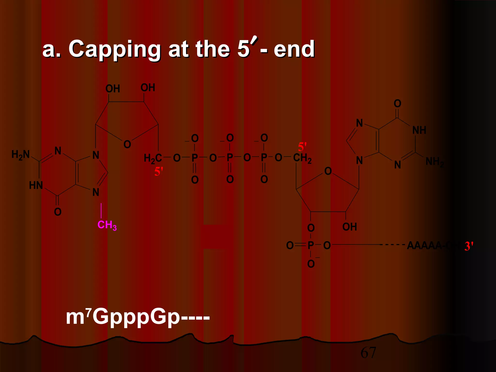 67
CH3
O
O OH
CH2
PO
O
O
N
NH
N
N
O
NH2
AAAAA-OH
O
Pi
5'
3'
O
OHOH
H2C
N
HN
N
N
O
H2N O P
O
O
O P
O
O
O P
O
O
5'
a. Capping at the 5a. Capping at the 5′′- end- end
m7
GpppGp----
 