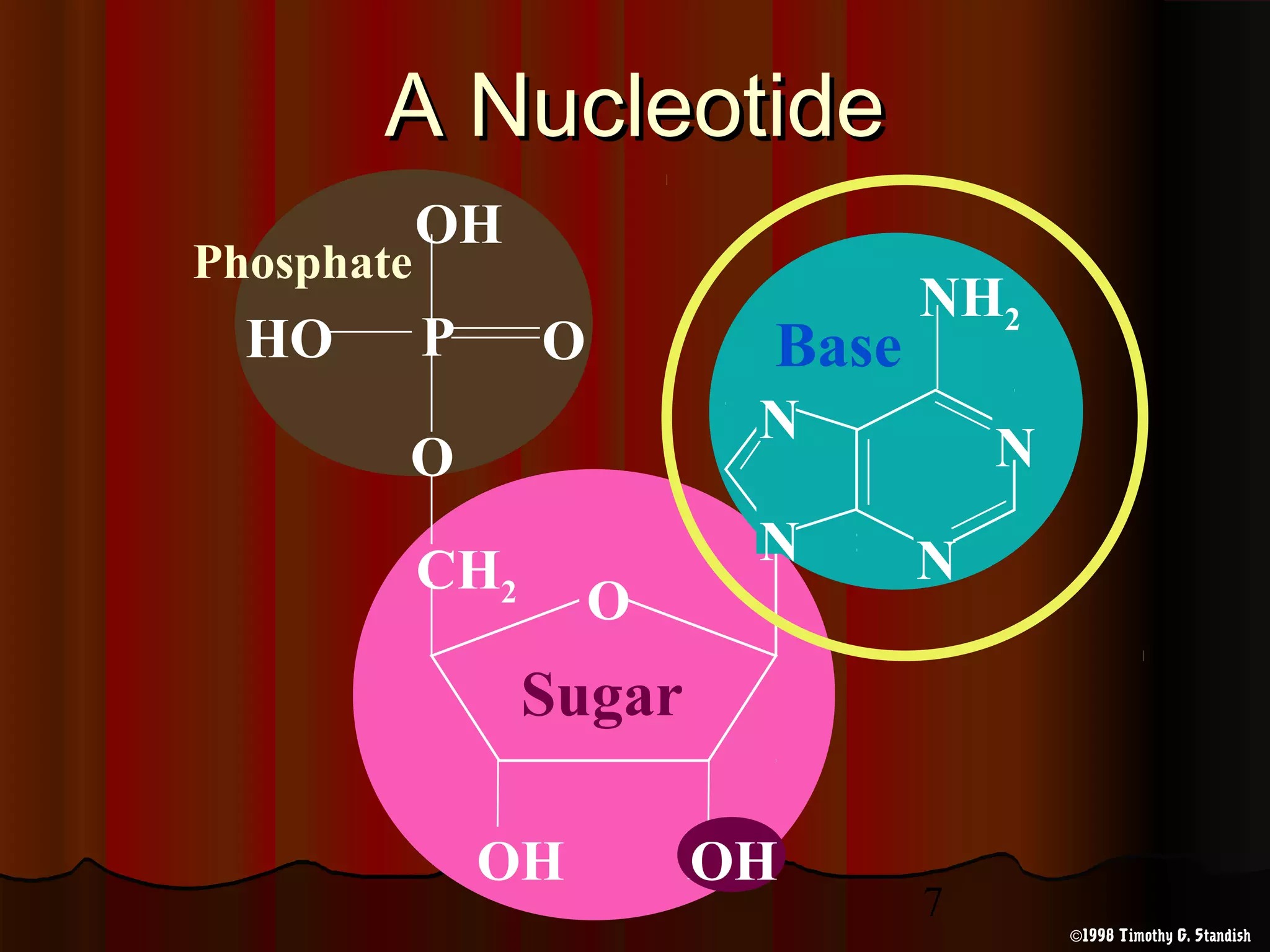 7
OH
O
CH2
Sugar
HOH
A NucleotideA Nucleotide
NH2
N
N
N
N
BaseP
O
OH
HO O
Phosphate
1998 Timothy G. Standish©
 