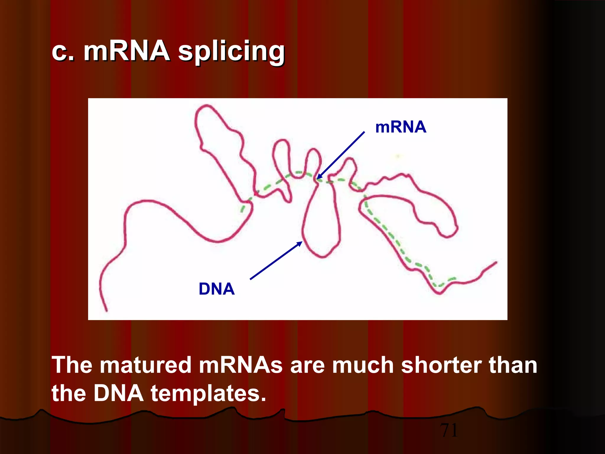 71
The matured mRNAs are much shorter than
the DNA templates.
DNA
mRNA
c. mRNA splicingc. mRNA splicing
 