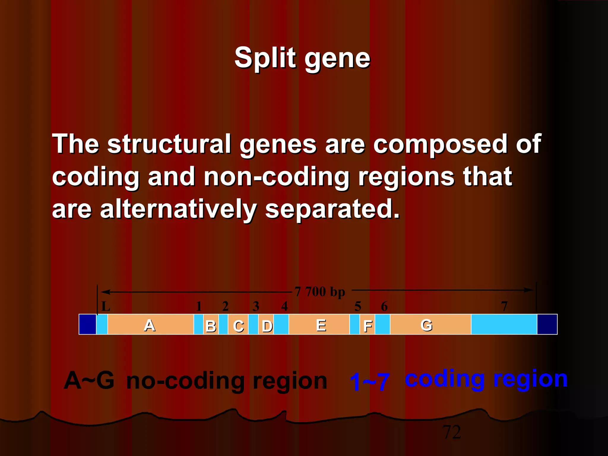 72
A~G no-coding region 1~7 coding region
L 1 2 3 4 5 6 7
7 700 bp
The structural genes are composed ofThe structural genes are composed of
coding and non-coding regions thatcoding and non-coding regions that
are alternatively separated.are alternatively separated.
Split geneSplit gene
EEAA BB CC DD FF GG
 