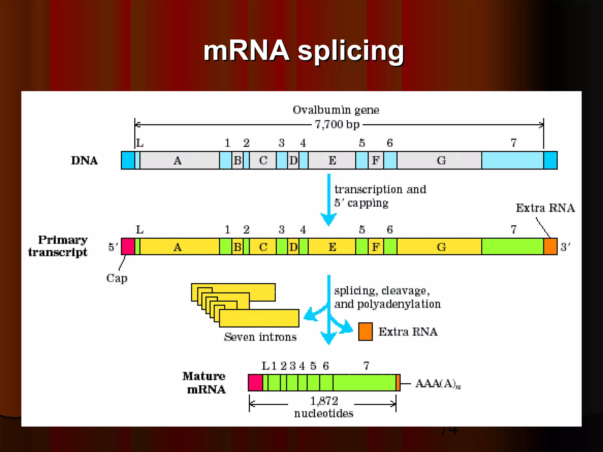 74
mRNA splicingmRNA splicing
 