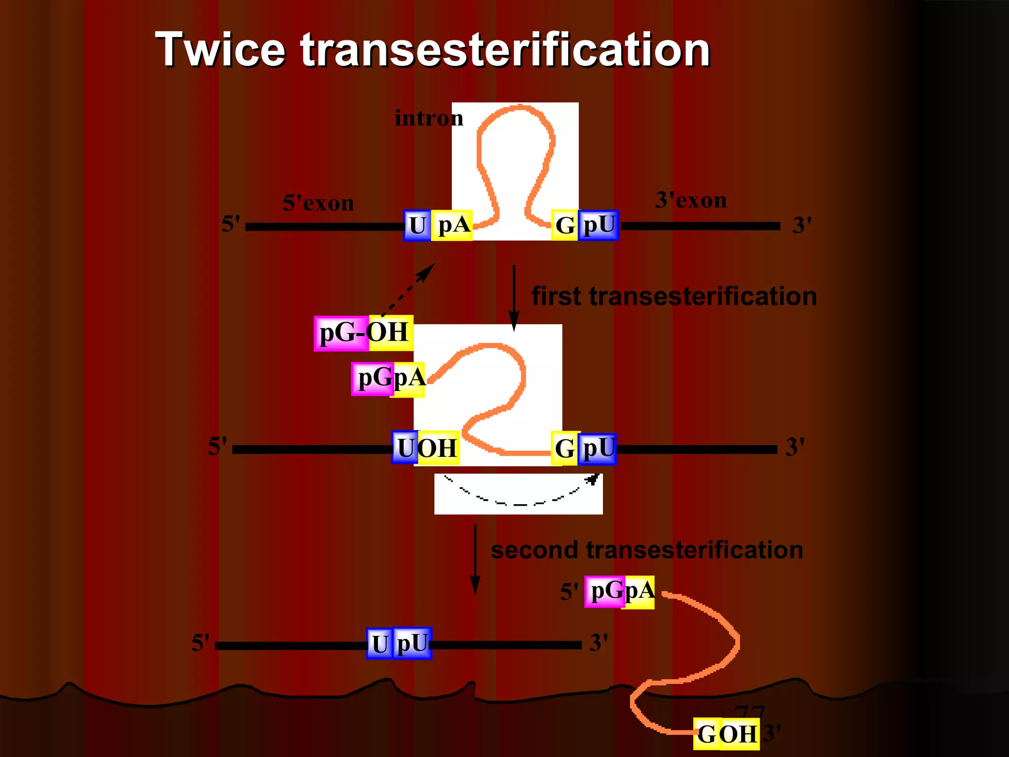 77
U pA G pU5' 3'
5'exon 3'exon
intron
pG-OH
pGpA
G pU 3'U5' OH
first transesterification
Twice transesterificationTwice transesterification
second transesterification
U5' pU 3'
pGpA
GOH
5'
3'
 