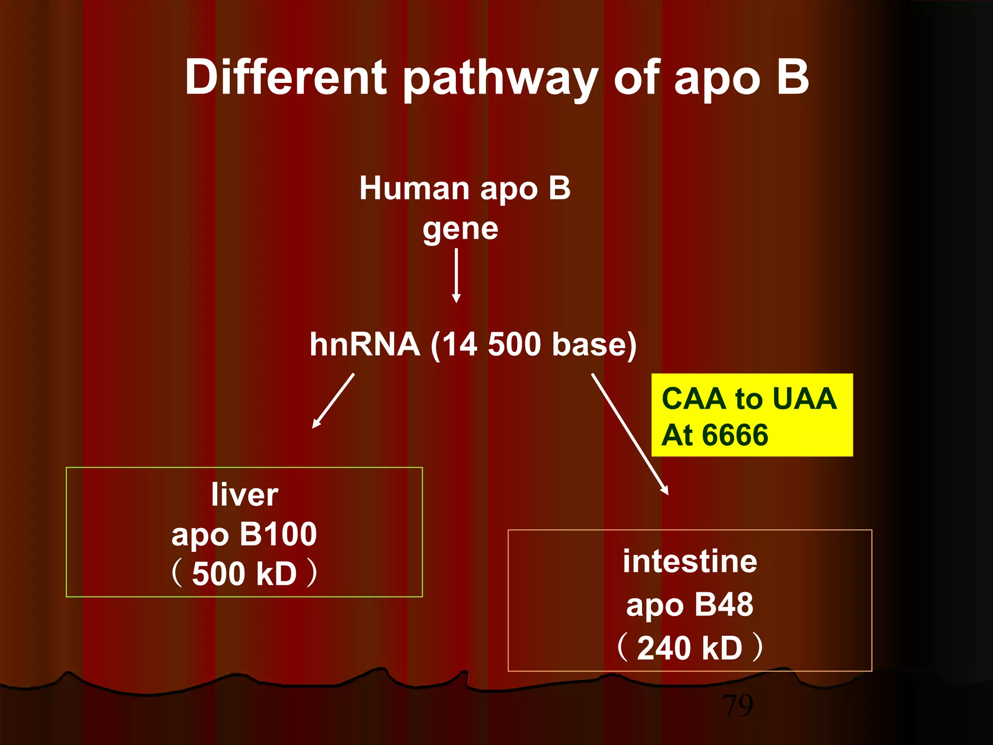 79
Different pathway of apo B
Human apo B
gene
hnRNA (14 500 base)
liver
apo B100
（ 500 kD ） intestine
apo B48
（ 240 kD ）
CAA to UAA
At 6666
 