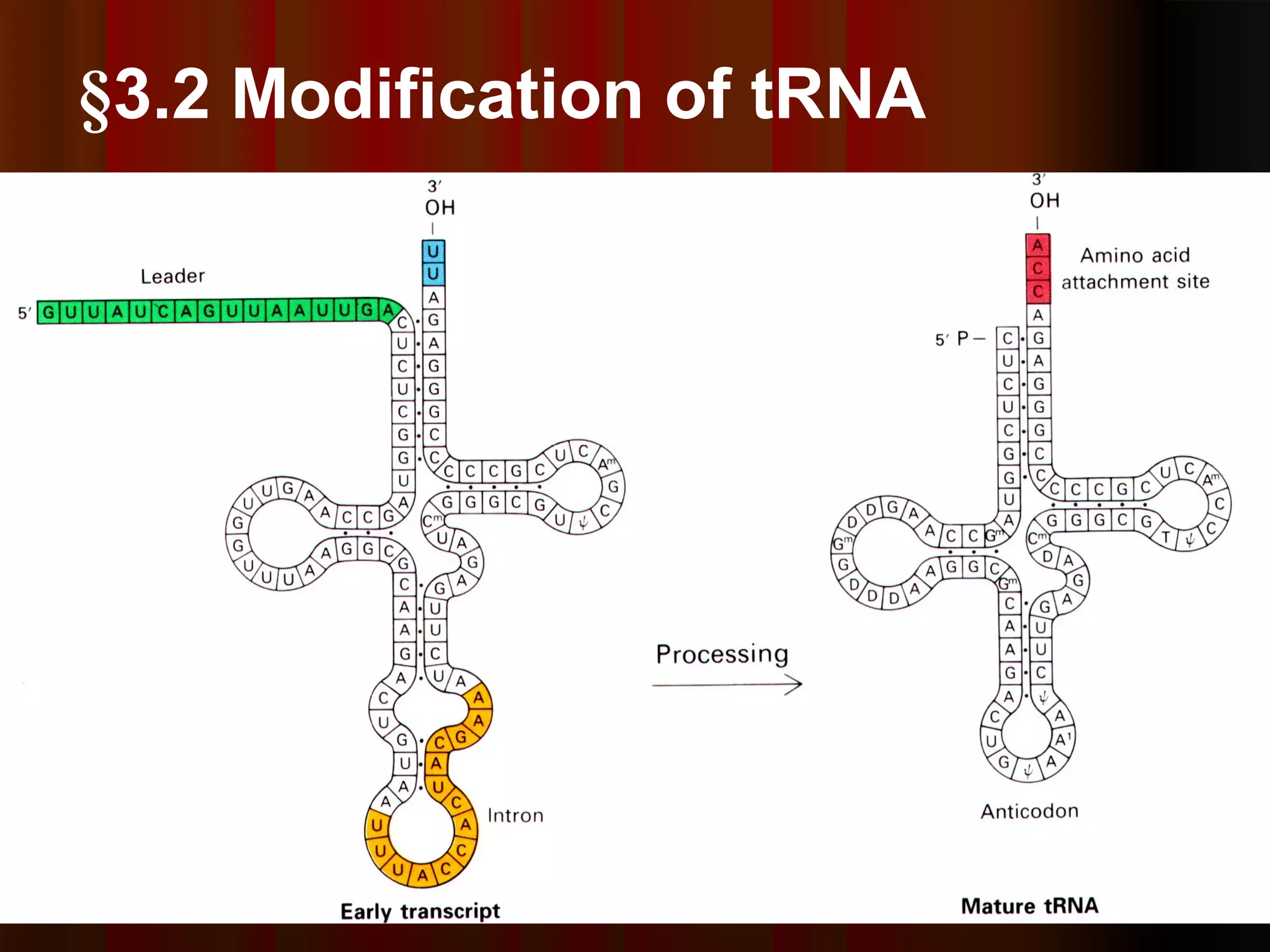 80
§3.2 Modification of tRNA
 