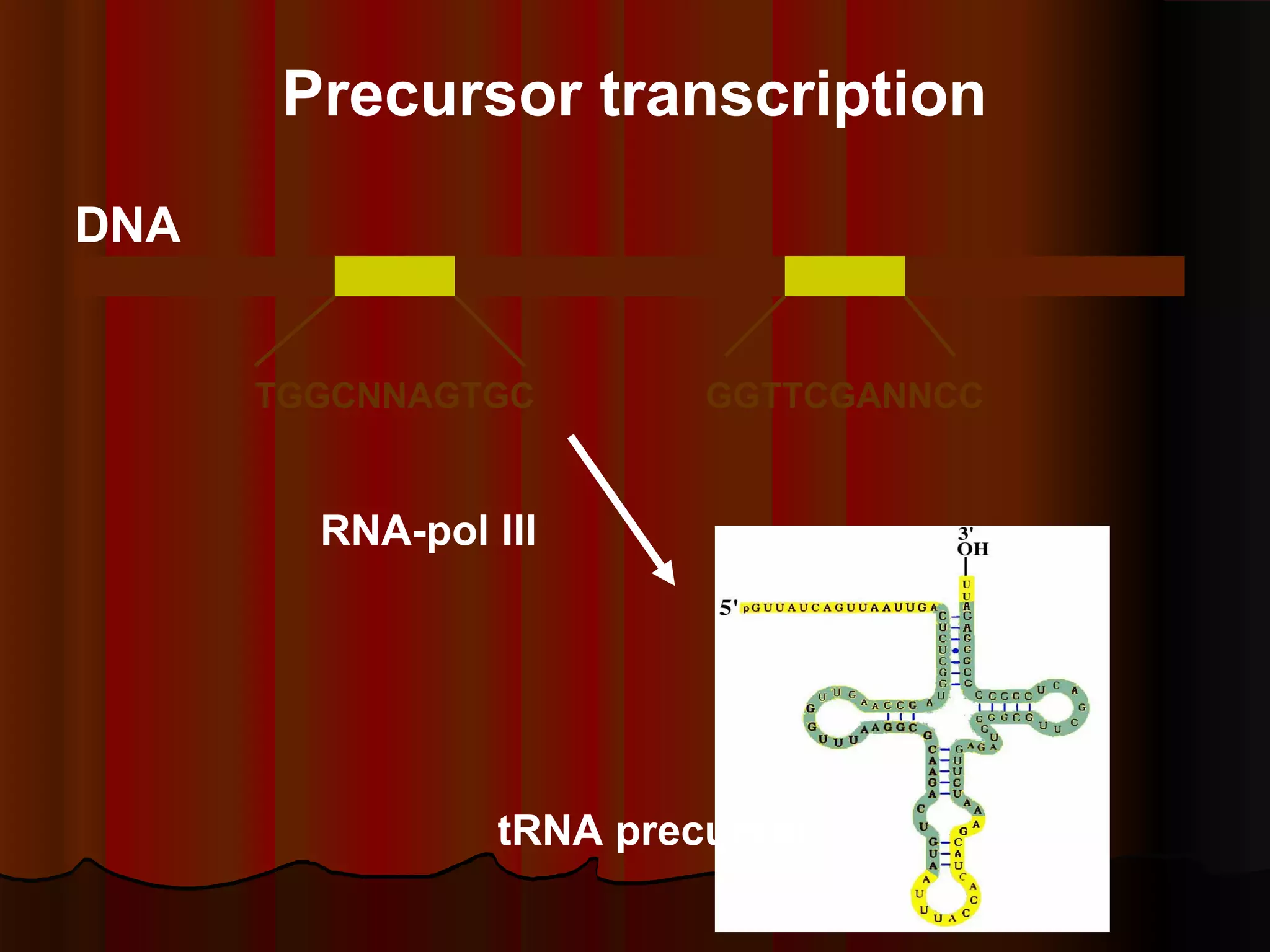 81
tRNA precursor
RNA-pol III
TGGCNNAGTGC GGTTCGANNCC
DNA
Precursor transcription
 