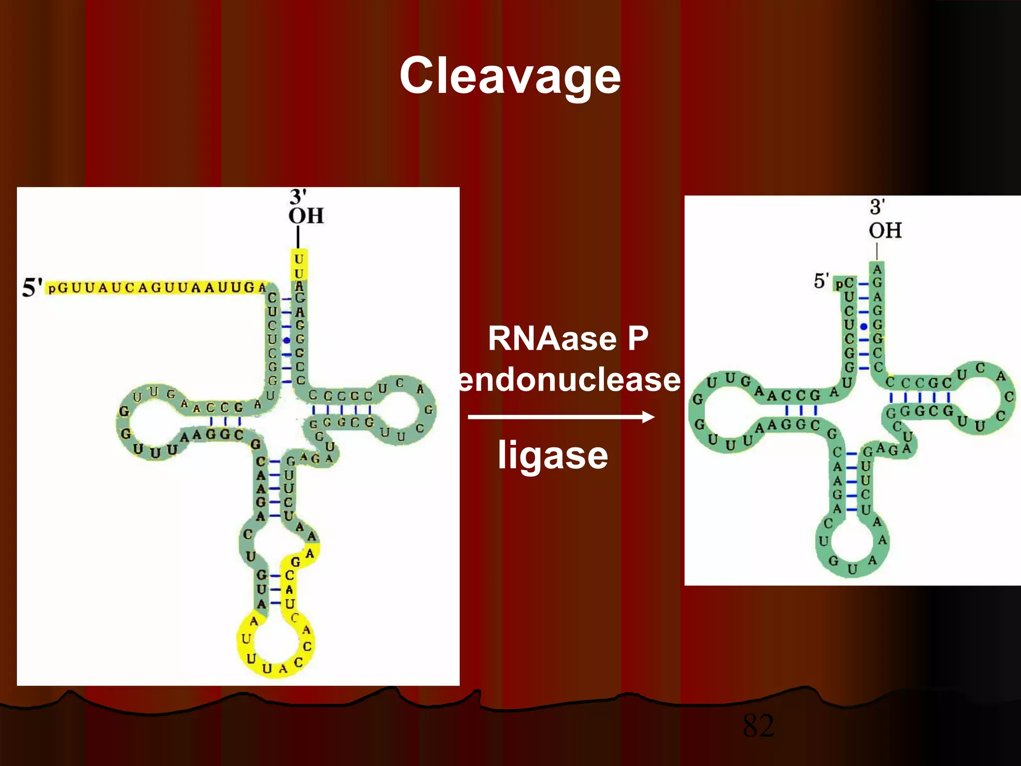 82
RNAase P
endonuclease
Cleavage
ligase
 