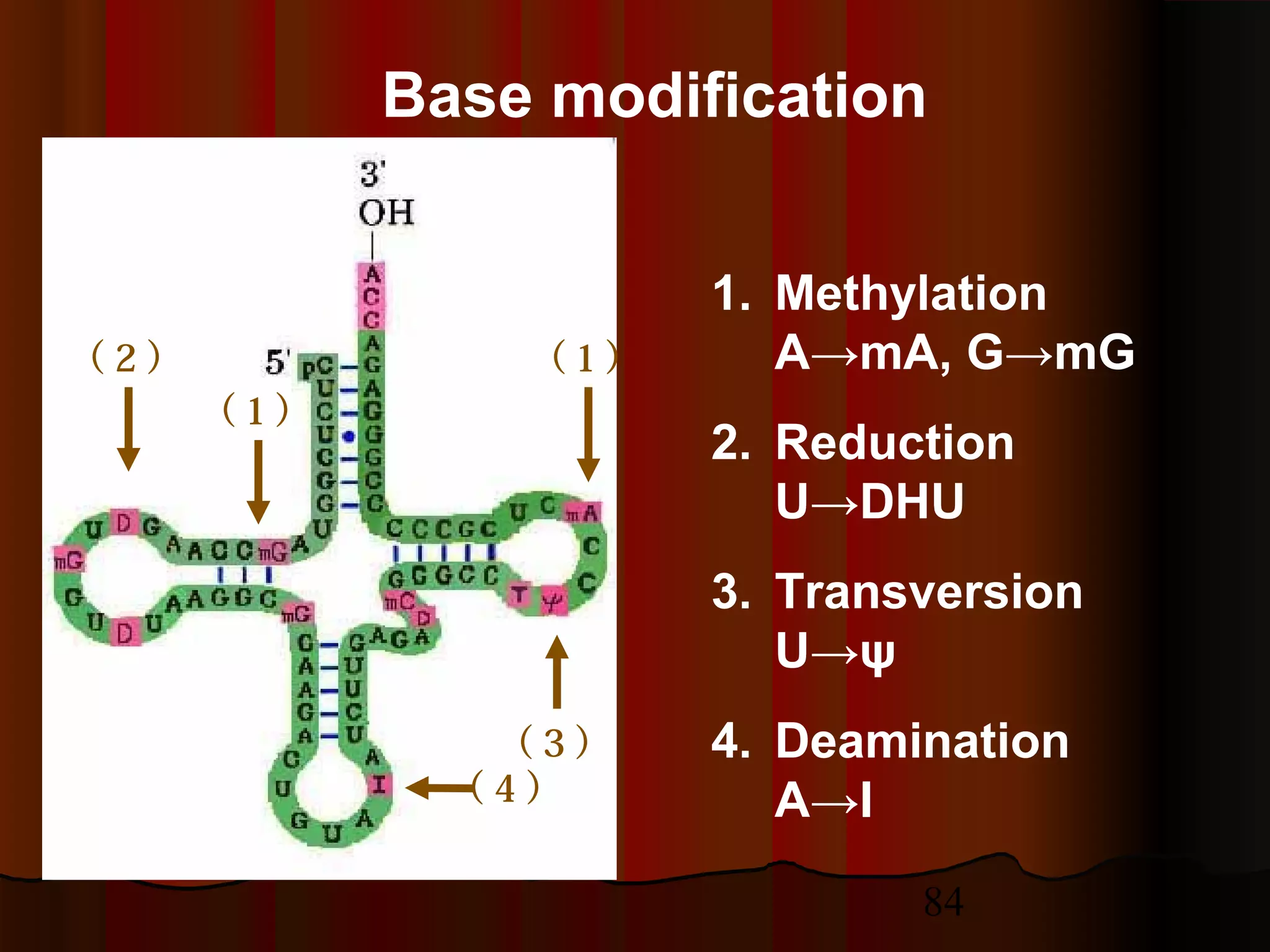 84
Base modification
（ 1 ）
（ 1 ）
（ 3 ）
（ 2 ）
（ 4 ）
1. Methylation
A→mA, G→mG
2. Reduction
U→DHU
3. Transversion
U→ψ
4. Deamination
A→I
 