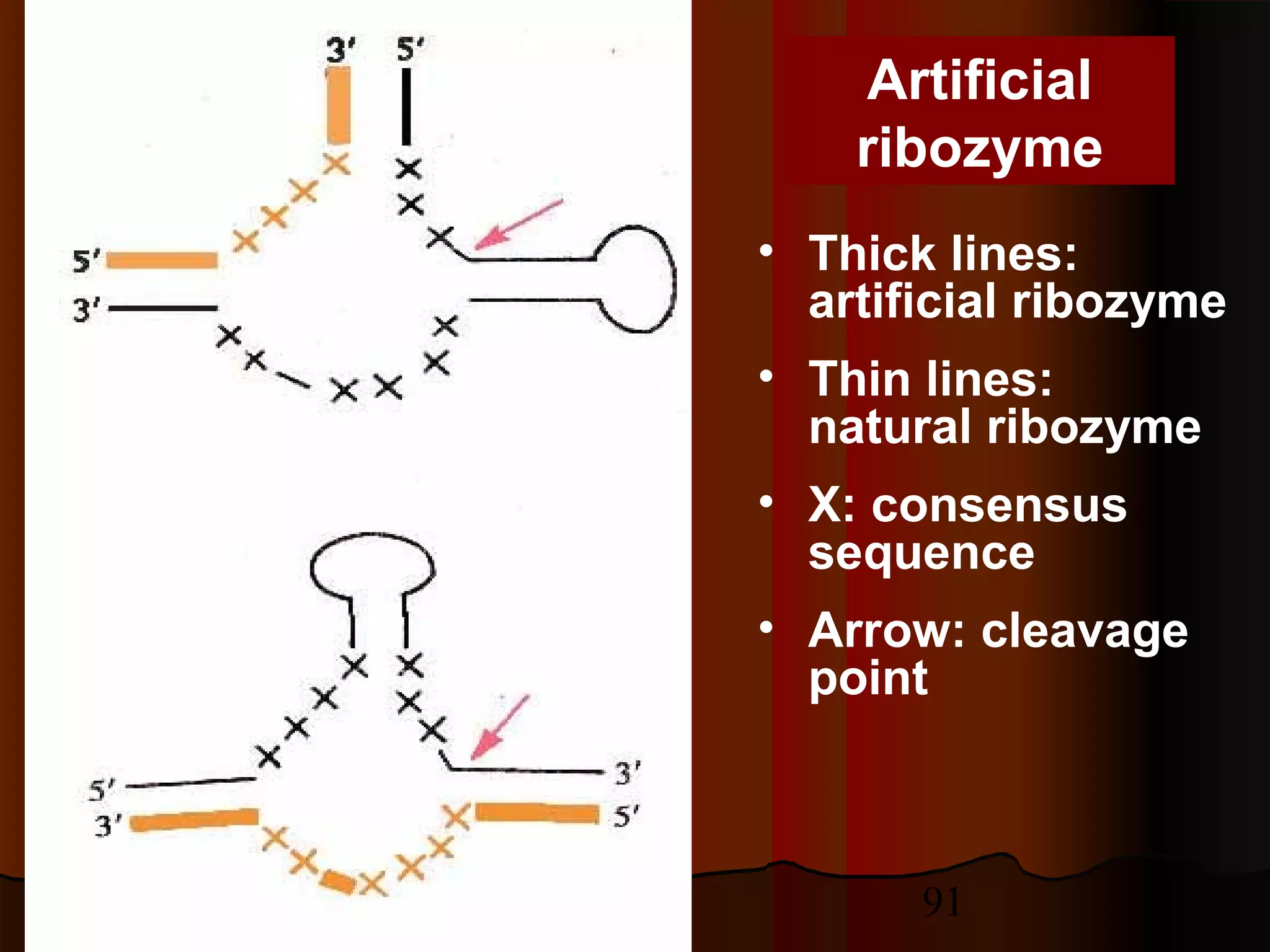 91
Artificial
ribozyme
• Thick lines:
artificial ribozyme
• Thin lines:
natural ribozyme
• X: consensus
sequence
• Arrow: cleavage
point
 