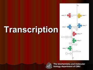 1
TranscriptionTranscription
The biochemistry and molecular
biology department of CMU
 