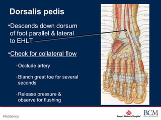 Page 11
xxx00.#####.ppt 07/16/13 02:16 AM
Pediatrics
Dorsalis pedis
•Descends down dorsum
of foot parallel & lateral
to EHLT
•Check for collateral flow
‐Occlude artery
‐Blanch great toe for several
seconds
‐Release pressure &
observe for flushing
 