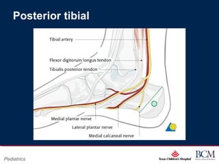Page 12
xxx00.#####.ppt 07/16/13 02:16 AM
Pediatrics
Posterior tibial
 