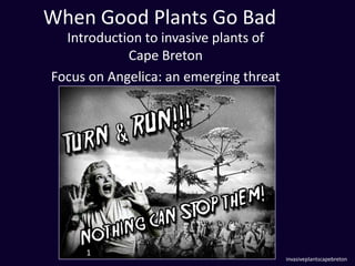 Introduction to invasive plants of
Cape Breton
Focus on Angelica: an emerging threat
When Good Plants Go Bad
invasiveplantscapebreton
1
 
