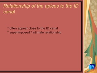 * often appear close to the ID canal
* superimposed / intimate relationship
Relationship of the apices to the ID
canal
 