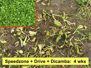 Making Sense of All the Post Emergent Herbicide Options in Turf