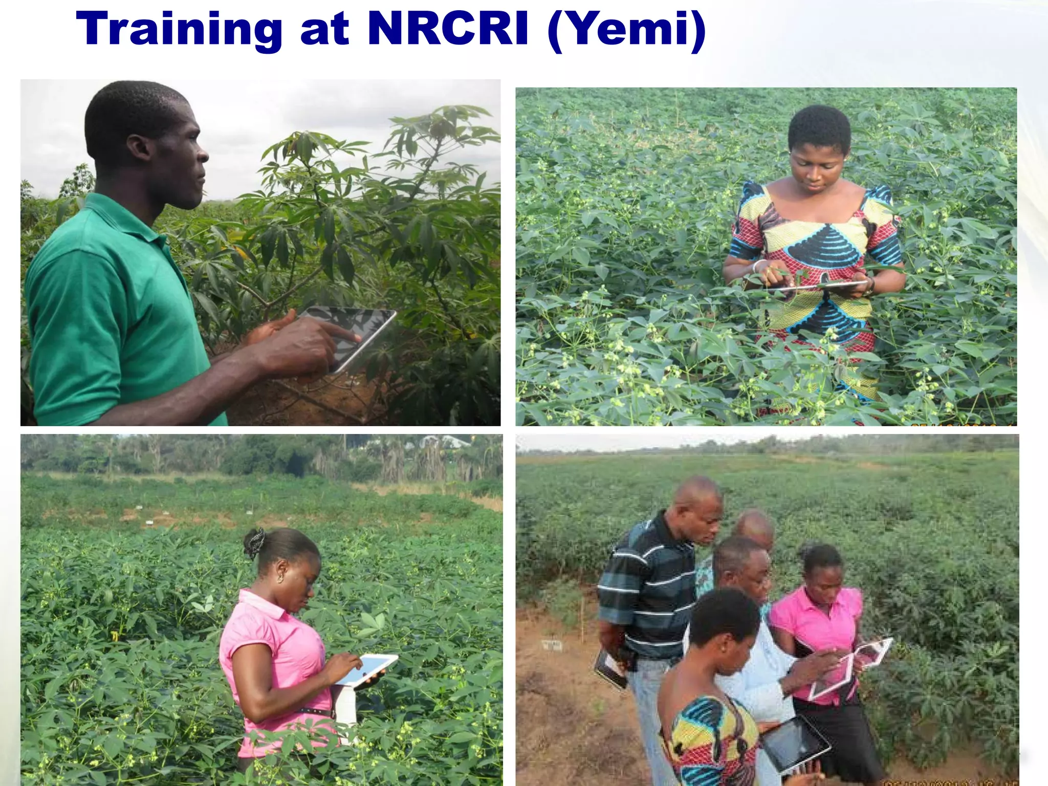 Training at NRCRI (Yemi)
 