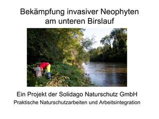 Bekämpfung invasiver Neophyten
am unteren Birslauf
Ein Projekt der Solidago Naturschutz GmbH
Praktische Naturschutzarbeiten und Arbeitsintegration
 