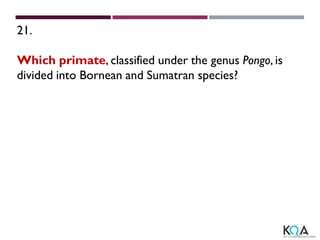 21.
Which primate, classified under the genus Pongo, is
divided into Bornean and Sumatran species?
 