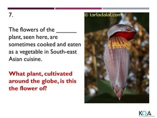 7.
The flowers of the ______
plant, seen here, are
sometimes cooked and eaten
as a vegetable in South-east
Asian cuisine.
What plant, cultivated
around the globe, is this
the flower of?
 