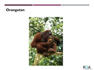 Orangutan
 